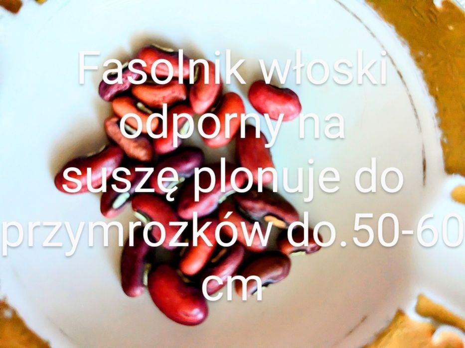Fasolnik czerwony włoski Fasola 60 cm tyczna