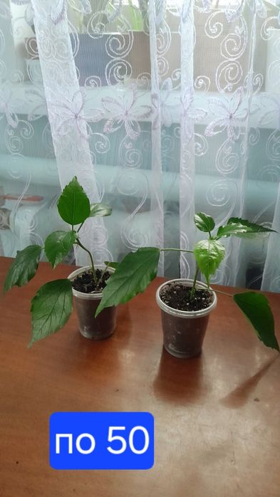 Гібіскус махровий абрикосовий