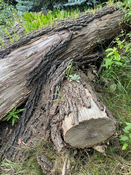 Dąb tartaczny do pocięcia