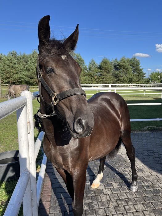 Młoda klacz na sprzedaż