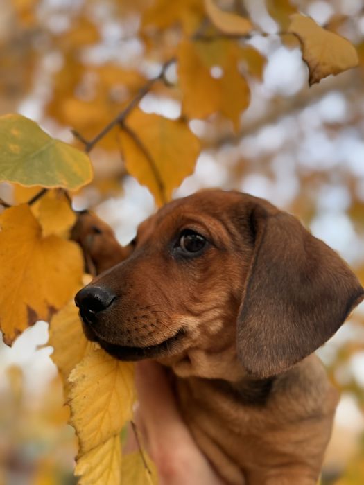 Цуценята чистокровної такси.