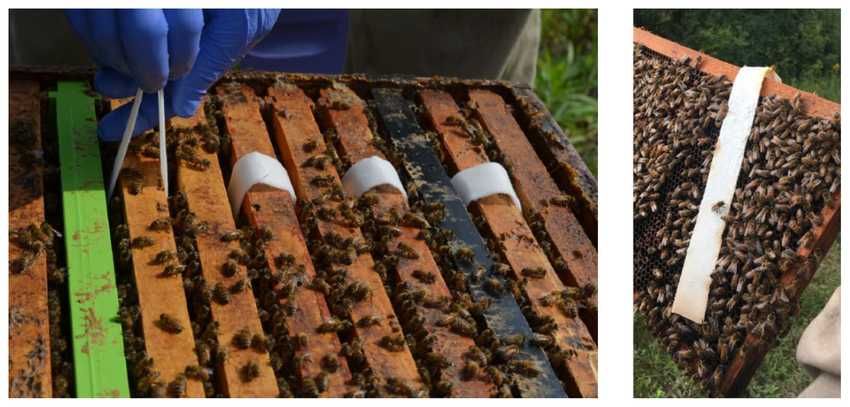 Tiras com ácido oxálico 20 tiras - Tratamento abelhas