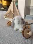 Mini Lop Króliczki Seal Point-Frosty Point Czysta Rasa z WYPRAWKĄ