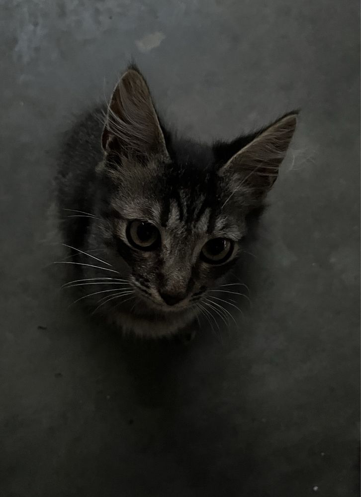 котики в добрі руки