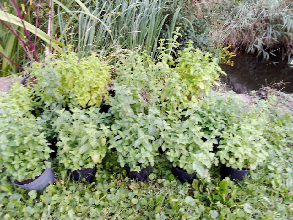 Duże sadzonki mięty 10 zł