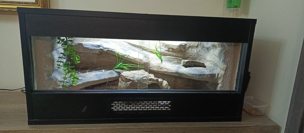 Gekon lamparci z terrarium