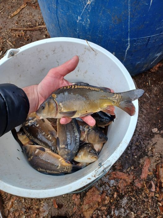 Karp narybek  / kroczek  . Jesiotr  , Lin , Amur .