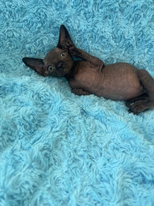 Канадский сфінкс хлопчик