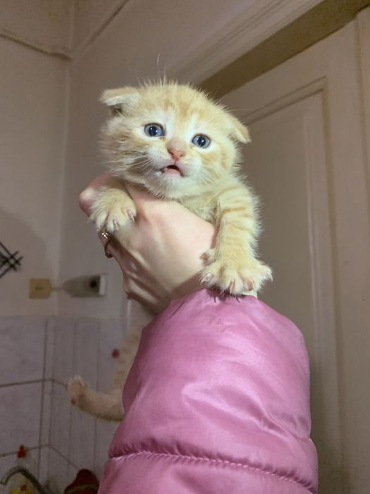 Віддам кошеня в добрі руки