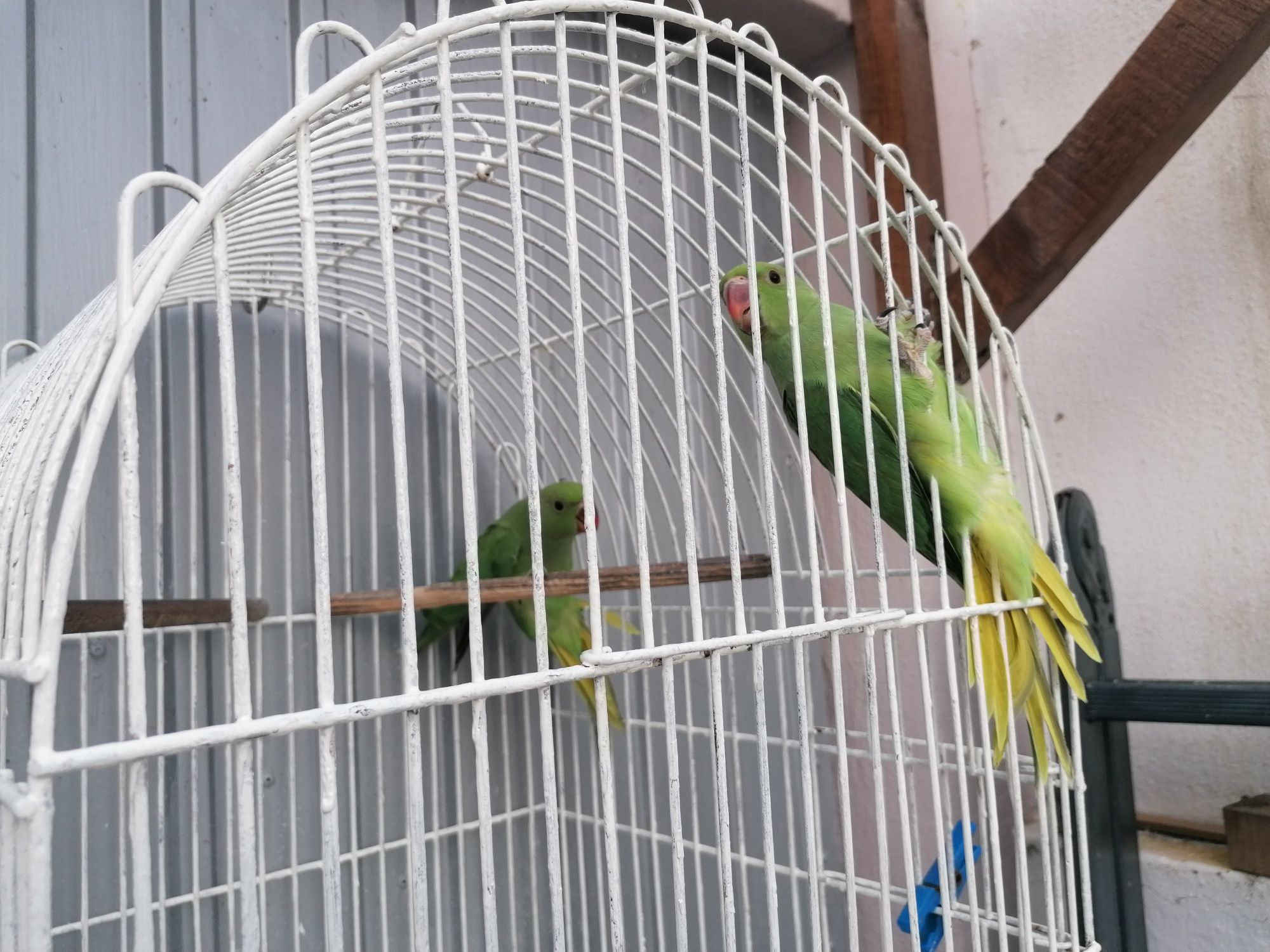 Ringneck Juvenis (Moita)