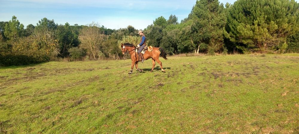 Cavalo castrado bem montado muito mansinho ideal para qualquer pessoa