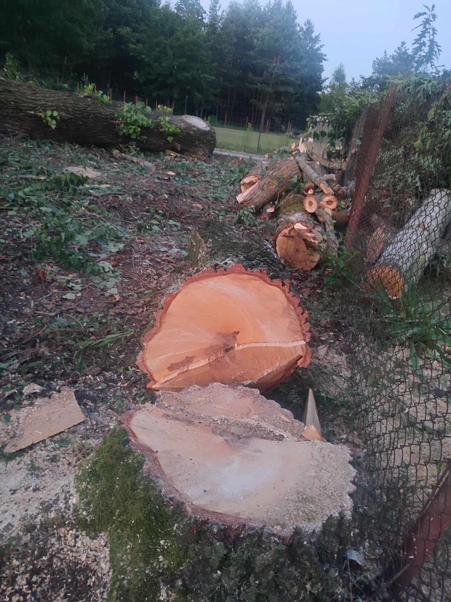 Kłody bale jesion topola na blaty, deski, meble