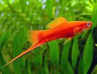 GB Mieczyk czerwony (Xiphophorus hellerii) - dowóz ryb!