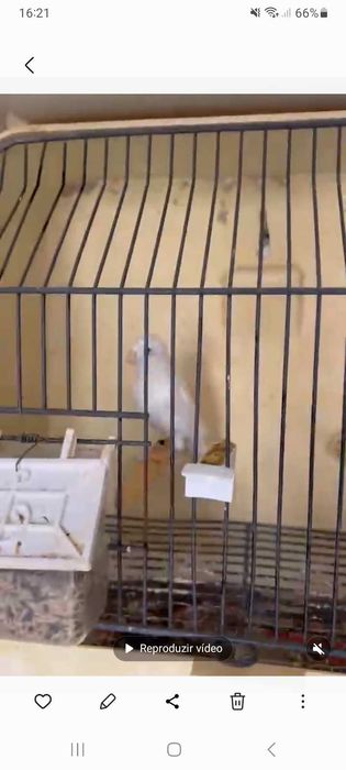 Canários irish fancy