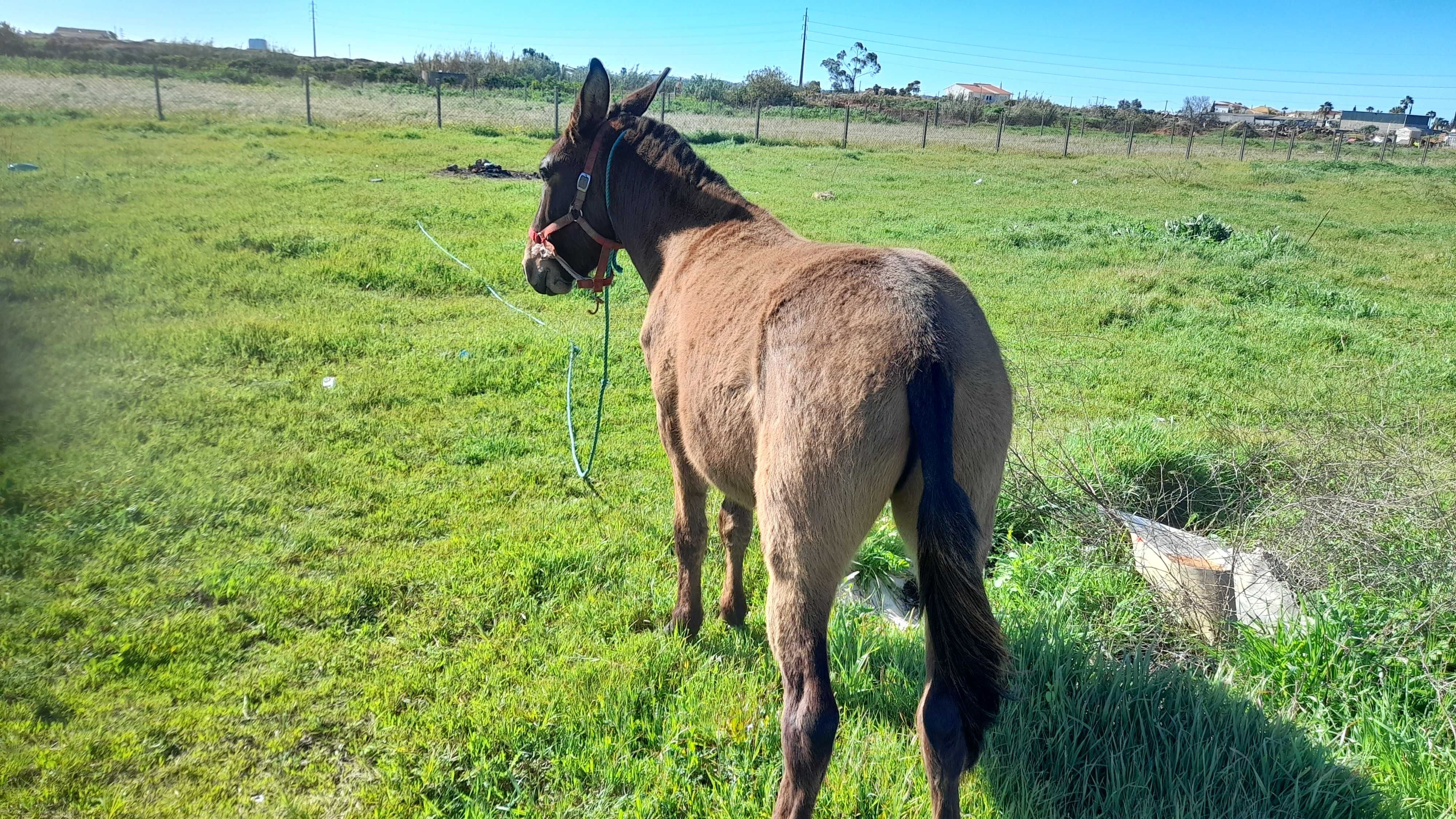 Macho engatado com 2ano