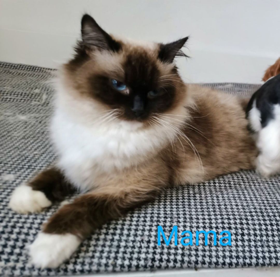 Piękny kocurek Ragdoll gotowy do odbioru