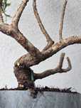 PRE BONSAI - jałowiec chiński