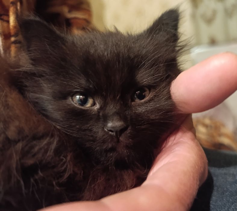 Візьміть кошеня, прибилось