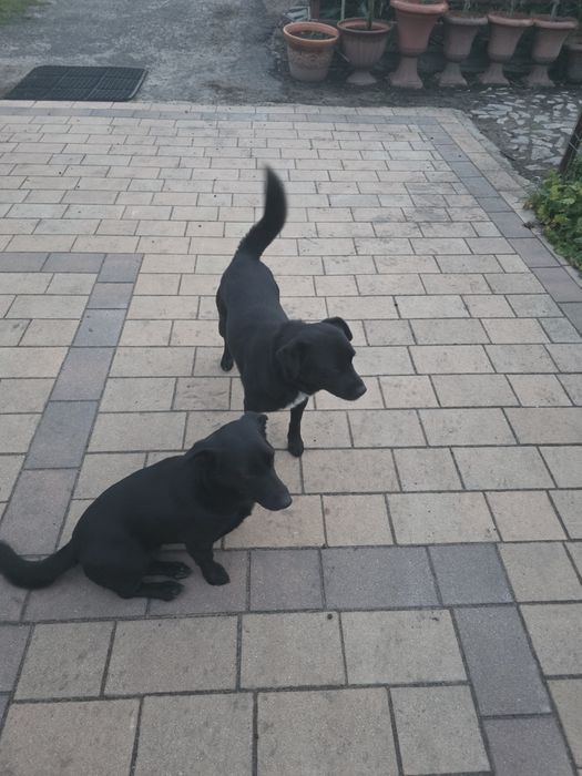 Oddam za darmo trzy pieski.