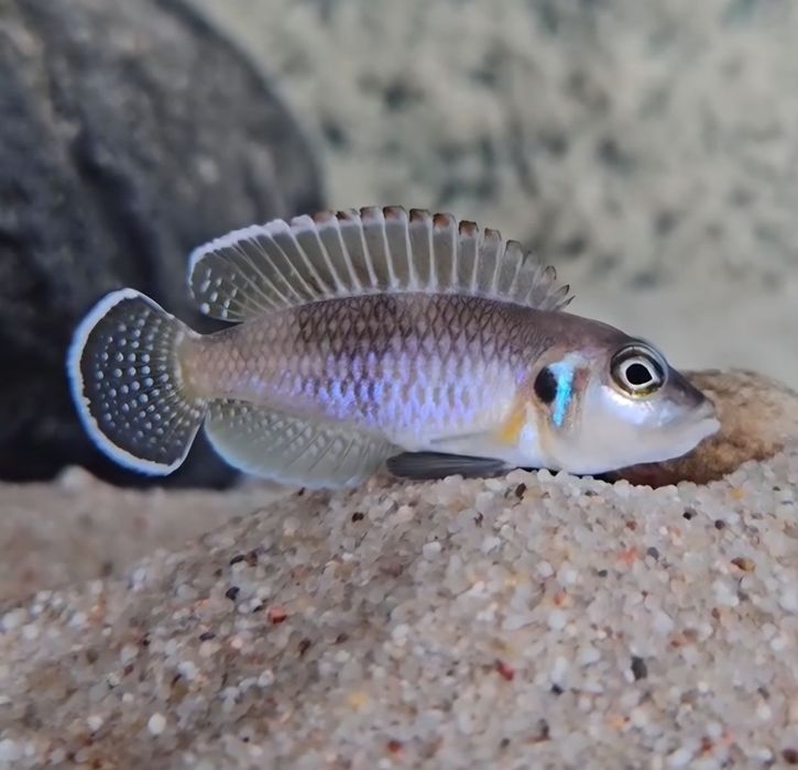 muszlowce Lamprologus ocellatus 'Namansi' tanganika