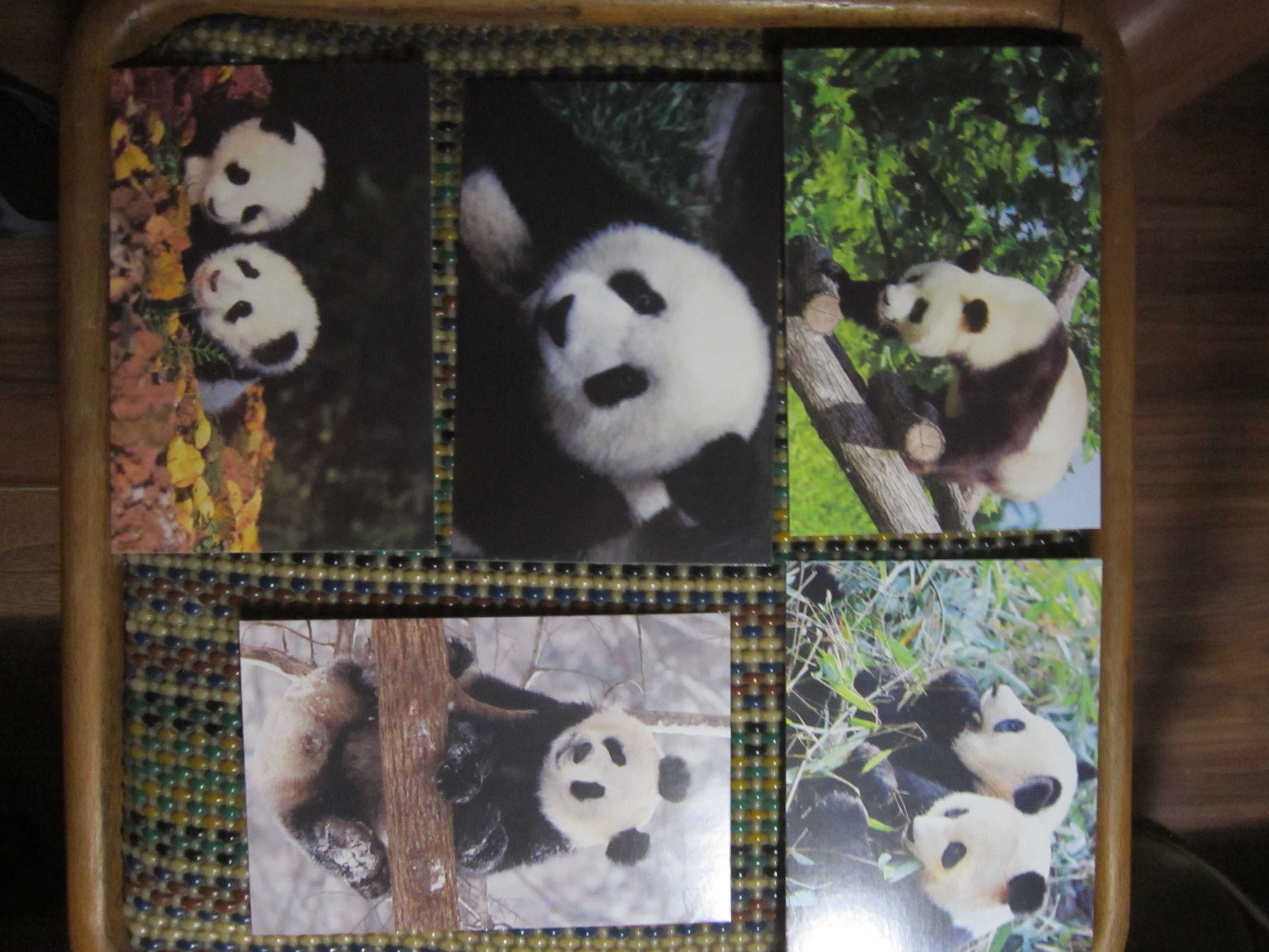 Панда - комплект открыток (5 шт) , коллекционные монеты Панда