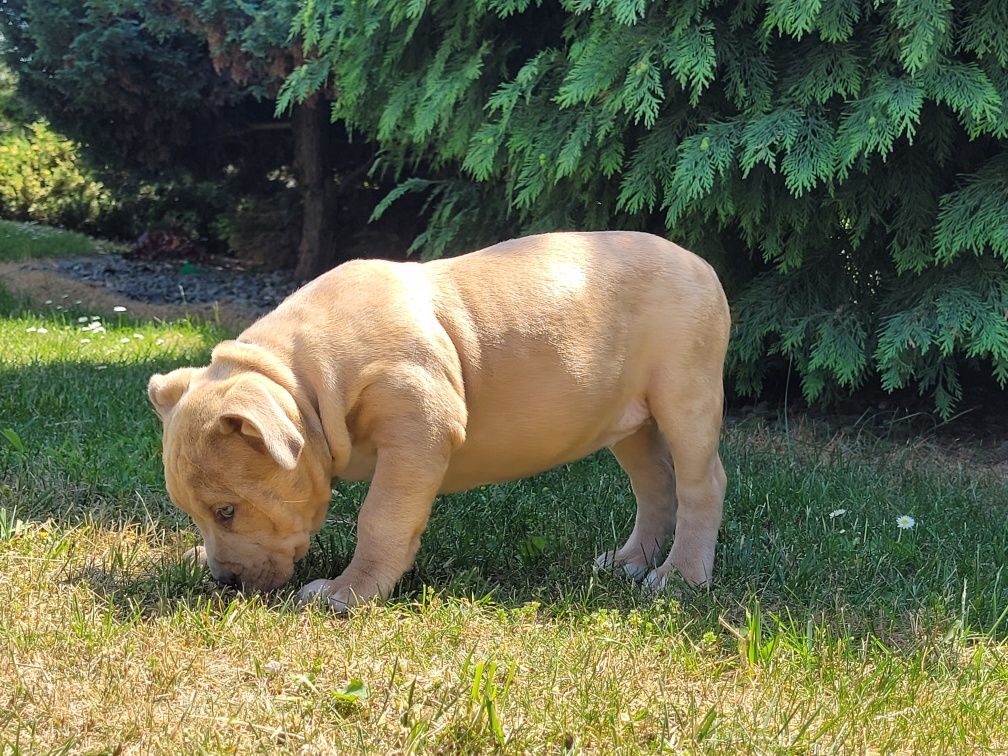 American bully suczka fawn merle