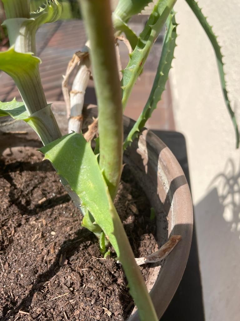 Aloes drzewiasty sadzonka roślina w doniczce