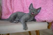 Balbina kotka Devon Rex