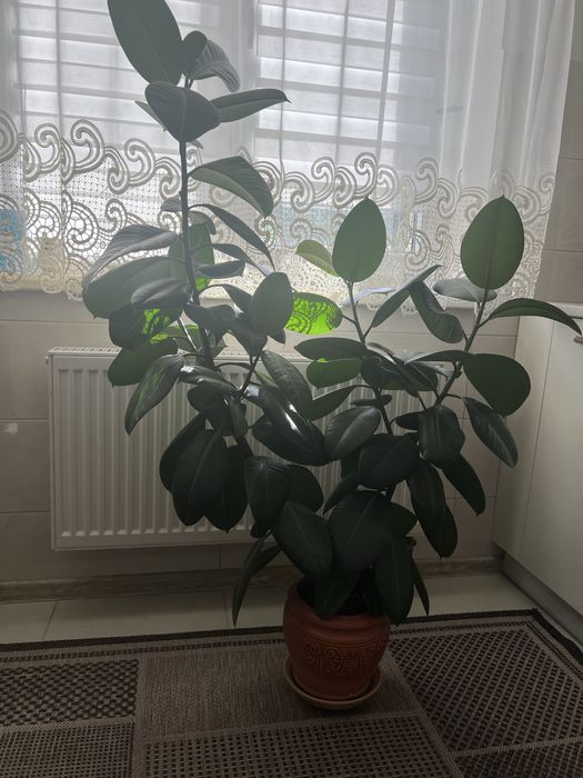 Вазон Фікус, зелений