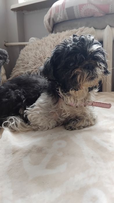 Shih tzu szuka dobrego domu