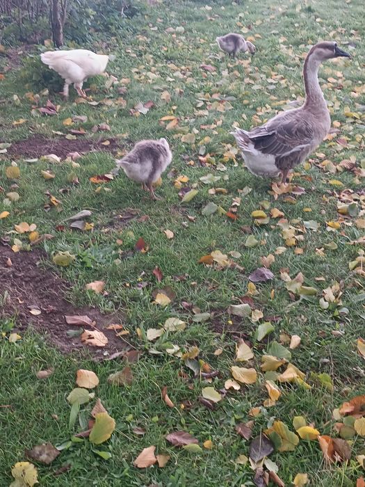 Gęsi garbonose młode