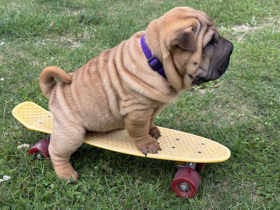 Chłopiec Piesek szczenię shar pei z rodowodem zkwp fci