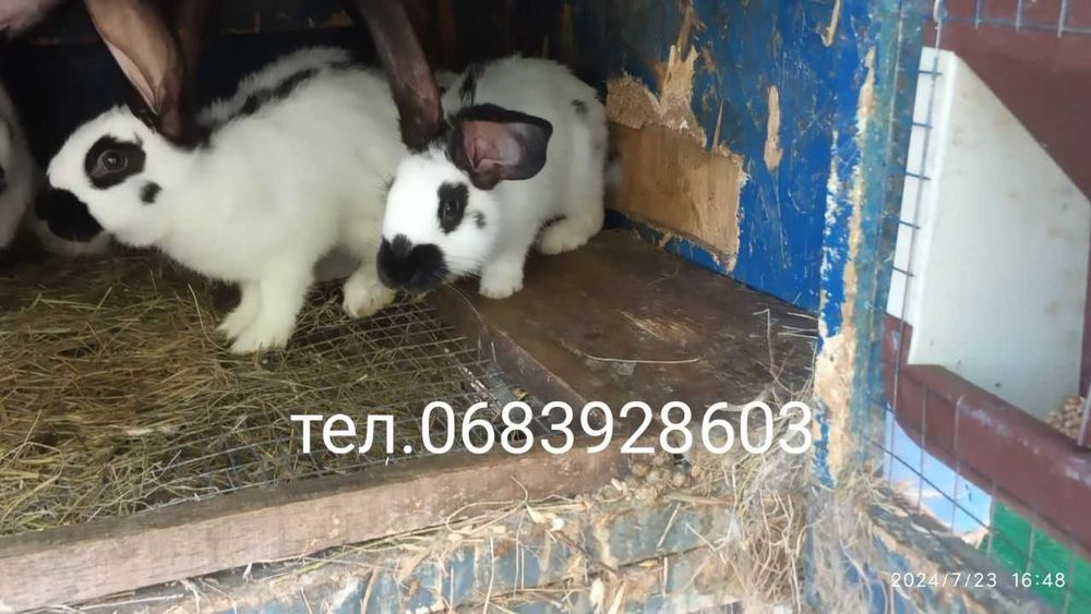 Кролі породисті (німецькі строкачі, бургундці, білі панони)