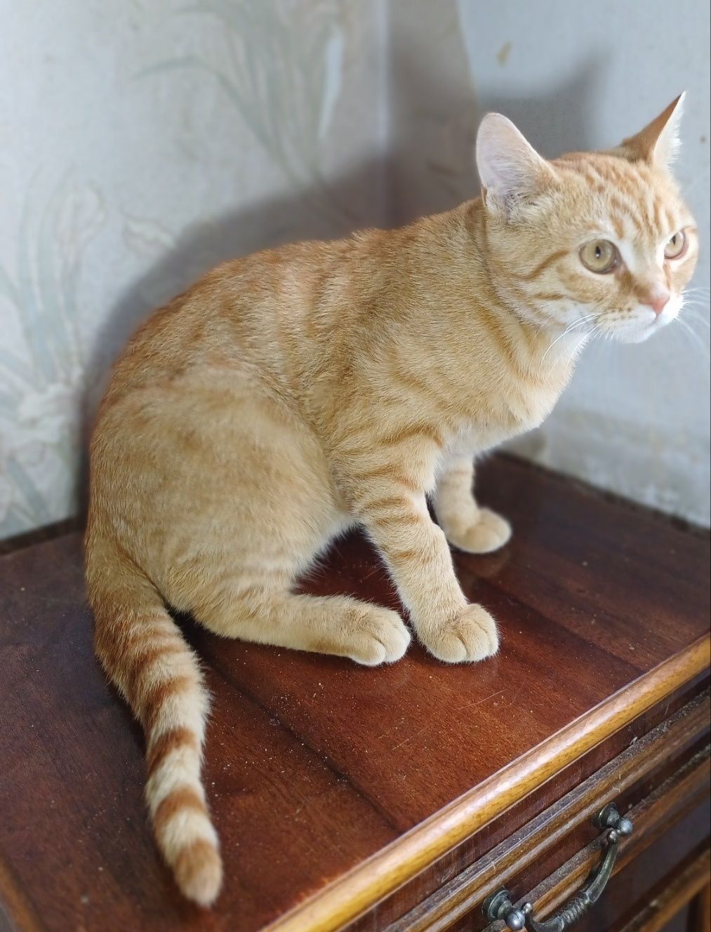 Кастрированный котик.