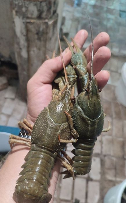 Продам живи раки оптом вид 5 кг