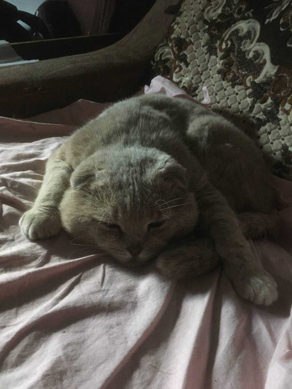 Отдам кота, вислоухий, старый