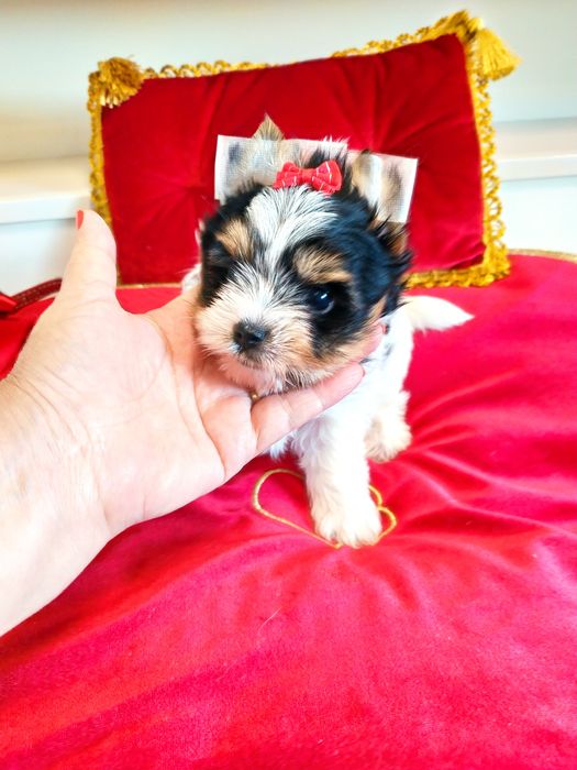 ZkwP /FCI z metryką Biewer Yorkshire terrier, i samczyk .