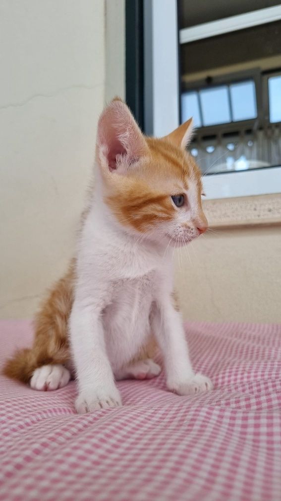 Gatinho bebe para adoção