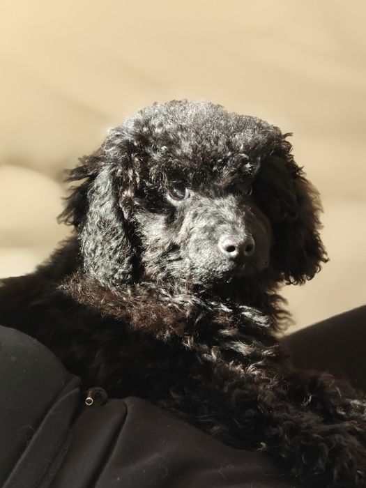 Pudel miniatura. Pies.