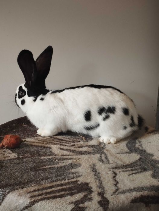 Olbrzym srokacz czarny