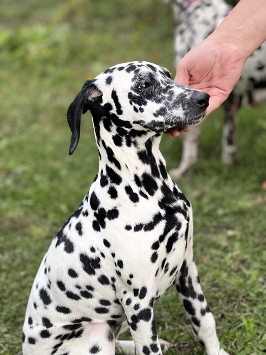 Дівчинка далматинка