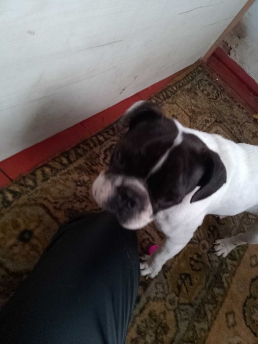 Продам Бульдог чисто кровний дівчинка