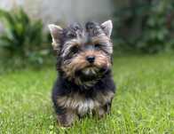 Yorkshire Terrier black and tan