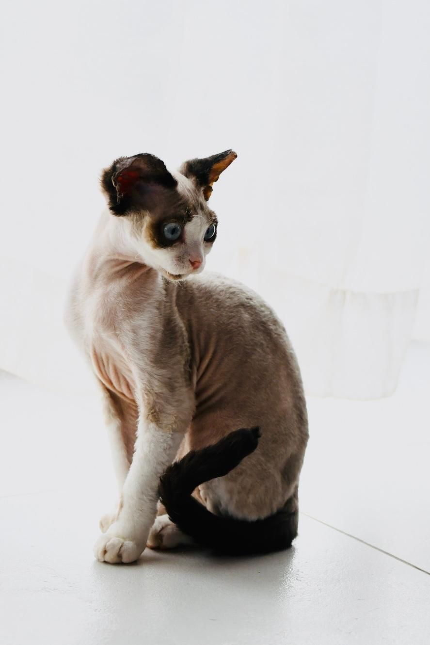 Koteczka devon rex Fpl