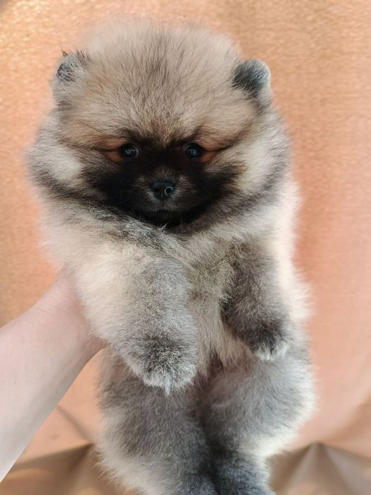 Девочки и мальчики. Померанци