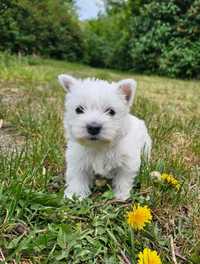 West Highland white terrier  - suczka