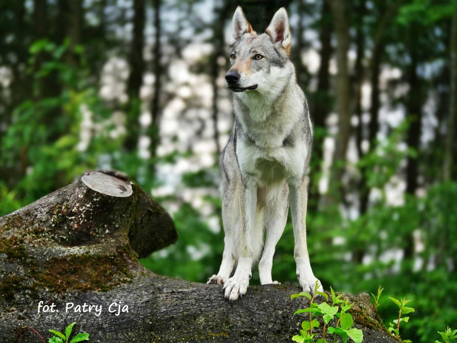 Sesje fotograficzne ze zwierzętami / Sesje fotograficzne dla osób