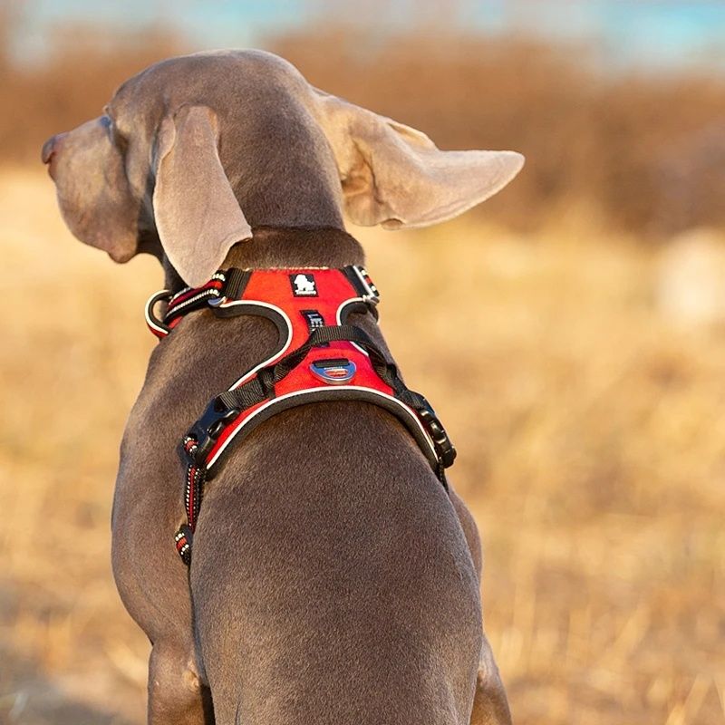 Truelove шлея шлеяка для собак середнього розміру ошийник анатомічна