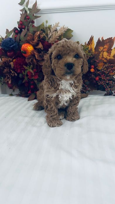 Urocze  Maltipoo