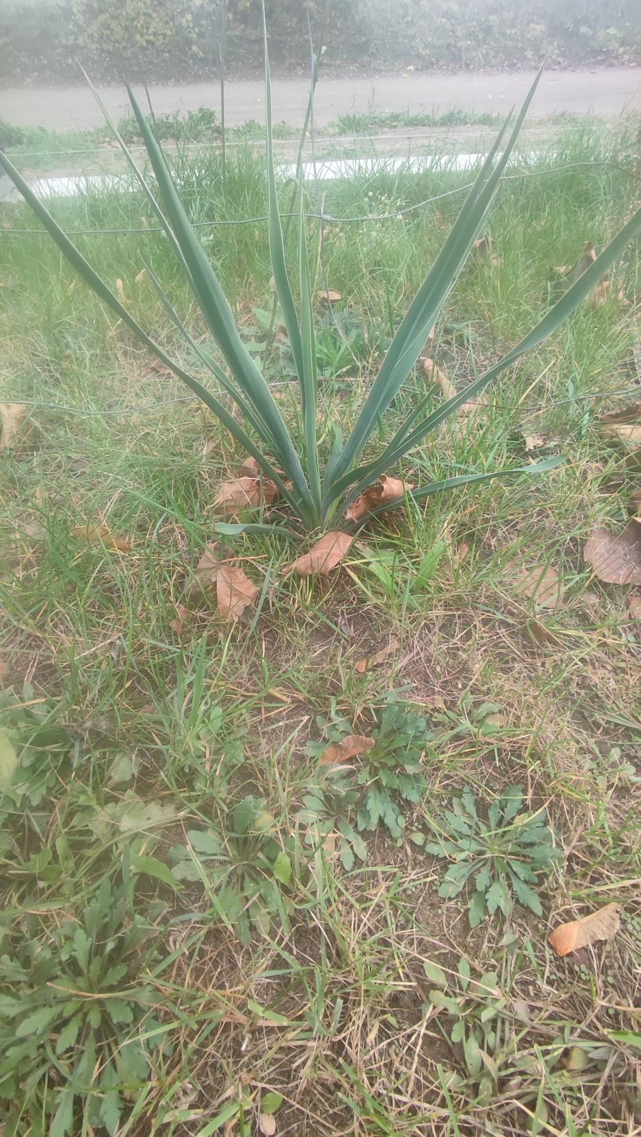 Juki ogrodowe   świeżo kopane